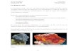 INTRODUCCIÓN · 2013. 6. 26. · alteraciones serícíticas y alunita – “vuggy silica” con menor kao – pyr ... hidrotermales excepto los catatermales, que se asocian a fenómenos