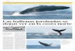 Las ballenas jorobadas se dejan ver en la costa norte€¦ · a16 l País ___ El Comercio ___ domingo 23 de octubre del 2011 Las ballenas jorobadas se dejan ver en la costa norte
