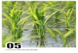COMPROMISO CON NUESTRO ENTORNO · El nuevo proceso de vaporización implantado por Herba Ricemills mencionado en el indicador EN6 genera también un ahorro de agua de 1,48 m 3 /tn.,