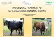 PREVENCION Y CONTROL DE PAPILOMATOSIS EN GANADO …...• El papiloma bovina es una enfermedad viral del ganado caracterizada presencia de papilomas y fibropapilomas en piel y ubres