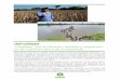 INFORME por la sequía... · en el Corredor Seco de Guatemala Este informe presenta un análisis sobre la relación entre la Inseguridad Alimentaria y la migración, basado en los
