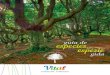 guía de especiesespezie gida - fundacionmedioambiente · 2019. 5. 21. · Brezo blanco | Txilar zuria (Erica arborea) Perennes en grupos de 3 o 4, sin pelos, simples, finas, estrechas