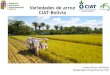 Variedades de arroz CIAT-Bolivia · 2. Densidad de siembra 3. Calidad y tratamiento de semilla 4. Control de malezas 5. Fertilización (según las necesidades del cultivo) 6. Manejo