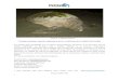 Tortugas marinas: especies indicadoras de los ecosistemas ......animales, obstáculos en la excavación (raíces, rocas), temperatura ambiental inadecuada, entre otros (Wang & Cheng,