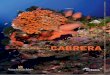 CABRERA - Oceana Europe...INTRODUCCIÓN CaraCterístiCas del parque El Parque Nacional del archipiélago de Cabrera, compuesto por 19 islas e islotes, fue creado en 19911, y cubre