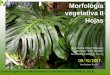 Morfología vegetativa: Hojassaber.ucv.ve/bitstream/123456789/8008/1/2014 04... · 2014. 12. 16. · Farmacognosia y Medicamentos Herbarios (BOTANICA 2014) Morfología vegetativa