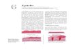 Epitelio - la cèl.lulalacelula.udl.cat/aprendre/casos/pdf/epiteln.pdfFig. 6-2. Fotomicrografía de epitelio plano simple de uno de los conductos semicirculares membranosos del oído