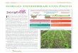 SORGO: DESHERBAR CON ÉXITO - Sorghum ID · margen de selectividad de los productos de cara al cultivo. La post-emergencia en la fase de 4-8 hojas del sorgo (T2): Este tratamiento