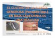 EL CULTIVO DE LA ALMEJA GENEROSA Panopea spp ......Antecedentes 2007 Inicio de los trabajos de investigación conjunta Empresa-Universidad para la reproducción de la almeja generosa