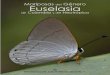 Convenciones - Butterfly Catalogs...Euselasia aurantiaca [n. ssp.] CO FH Cañón río Claro - Reserva el Refugio, San Luis - Antioquia - CceE 320 m Jun14 38 Euselasia baucis aethiops