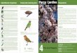 Identificació d’espècies Fauna dels nostres parcs Parcs i jardins … · 2011. 12. 2. · els fruits, rodons i de color ocre ataronjat. TROANA. Procedent del Japó, és un petit