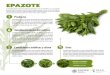 Epazote - El portal único del gobierno. | gob.mxEstablecimiento del cultivo EPAZOTE Planta herbácea, vivaz o perenne, de la familia de las Quenopodiáceas, que alcanza de 40 a 100