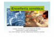 Enxeneria xeneticacentros.edu.xunta.es/.../Enxeneria_xenetica.pdf · Title Enxeneria_xenetica Author: Ciencias Created Date: 1/14/2010 12:05:53 PM Keywords ()
