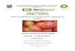 GUIA TECNICA CURSO – TALLER · 2011. 10. 26. · curso – taller manejo integrado en produccion y sanidad de mango “jornada de capacitacion unalm – agrobanco” expositores: