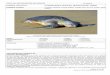 NOMBRE CIENTÍFICO: Lepidochelys olivacea (Eschscholtz, 1829) · 2016. 9. 12. · la madurez sexual para las tortugas del Pacífico central y norte de alrededor de 13 años (rango