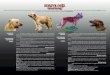 Euskal Artzain Txakurra, perro de pastoreo vasco - VARIEDADES · 2017. 2. 3. · Existen dos variedades reconocidas de Euskal Artzain Txakurra, tambien conocido como Perro de Pastoreo