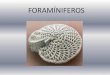 FORAMÍNIFEROS · 2020. 2. 4. · Especie foraminífera Los foraminíferos son protoctistas, son protozoos. Son ameboides, emiten pseudópodos y poseen un esqueleto calcáreo. El