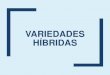 Variedades Híbridas - UNCagro.unc.edu.ar/~mejogeve/Variedades Sinteticas EPG 2018.pdfVariedades de Variedades Variedades Polinización libre Sintéticas Híbridas VARIEDADES SINTÉTICAS