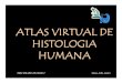 ATLAS VIRTUAL DE HISTOLOGIA HUMANA · 2012. 9. 10. · ATLAS VIRTUAL DE HISTOLOGIA HUMANA ISBN 978-987-05-5029-7 Samar, Avila, Lucero
