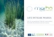 LIFE INTEGRE MARHA - Natura 2000...LIFE IP MARHA PROJECT Le déclencheur Code Habitats génériques Atlantique Méditerranée 2012 2018 2012 2018 1110 Bancs de sable à faible couverture