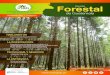 Revista Forestal de Guatemalaportal.inab.gob.gt/images/revista_forestal/Revista...OPINIÓN Revista Forestal de Guatemala 4 Instituto Nacional de Bosques -INAB- E l hombre históricamente