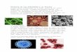 josedalejandro.files.wordpress.com · Web viewLas barreras terciarias son todas las células que son de protección específica, como los linfocitos T y linfocitos B. Lo que ocurre