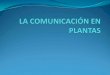 Las plantas se comunicanmayores.uji.es/wp-content/uploads/2018/07/Tema-4.pdfse denomina "cultivo sin suelo". Sin sustrato y las raíces de las plantas son bañadas en una solución