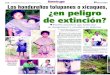 2-B La Tribuna R Los hondureños tolupanes o xicaques, ¿en ...€¦ · los niños participan en la limpieza del terreno, el cultivo y la cosecha. Otra fuente de ingreso es la venta