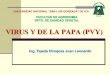 VIRUS Y DE LA PAPA (PVY)s2d280551d41b6de2.jimcontent.com/download/version...IMPORTANCIA El virus Y de la papa (PVY) es uno de los virus más comunes e importantes del cultivo. Recientemente,