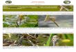 Género Aeshna Clave de especies - Biodiversidad Virtual · 2011. 7. 4. · Género Aeshna Clave de especies Ref: Odo. 5 Aeshna: Genero de libélulas de la familia Aeshnidae caracterizado