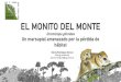 EL MONITO DEL MONTE - Parque Katalapi · 2020. 9. 20. · polinización y la dispersión de semillas: importancia del monito del monte. • Antes se creía que el monito del monte