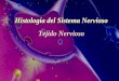 Histología del Sistema Nervioso Tejido Nerviosocdc.udp.cl/file.php/1/Unidad_3/tejido_nervioso.pdf · 2008. 6. 30. · mielina en el SNC 2-Ambiente iónico adecuado 3-Recaptación