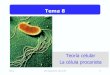 Tema 8 · 2019. 1. 22. · Tema 8 Teoría celular La célula procariota . 2 Tema 8 •Teoría celular •Desarrollo histórico •Autores principales ... División celular Binaria,