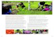 Ciencia en los Jardines de Aprendizaje (SciLG)learning-gardens.org/wp-content/uploads/sites/10/2018/01/... · 2018. 1. 12. · Los jardines escolares proporcionan medios culturales