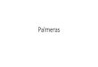 Palmeras - CICY · 2020. 8. 18. · Palmeras Author: Lilia Emma Carrillo Sanchez Created Date: 8/14/2020 6:10:37 PM 