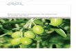 Soluciones para el proceso de extracción de aceite de oliva · 2020. 1. 29. · Hoy, las dos almazaras de aceite de Santa Tea convierten 10 toneladas por hora de aceitunas en 300.000