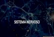 SISTEMA NERVOSO - Comunidades.net · 2020. 7. 3. · DIVISÕES DO SISTEMA NERVOSO •Sistema nervoso central (SNC): é a porção de processamento e integração das informações