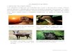 Los animales 2 - WordPress.com · 2020. 4. 1. · los los Completa el texto con las palabras que faltan: Los animales comen hierba, tallos, o grano. Hay herbívoros muy grandes como