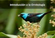 Introducción a la Ornitología - Asociación Ornitológica de Costa Rica · 2020. 7. 17. · Las aves están en todas partes •Son abundantes •Son variadas •Tienen hermosos