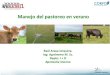 Manejo del pastoreo en verano - Consorcio Lechero · 2013. 2. 1. · son aquellos donde el consumo directo de forrajes es mayor a un 70% –El consumo directo de pradera en forma