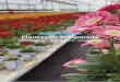 CATÁLOGO 2017/18 Plantas de Temporada · 2017. 1. 19. · 11 Plantas de Temporada • Plantes de Saison • Seasonal Plants • Saisonpflanzen 54 - Hibiscus rosa-sinensis Ø30 cm,
