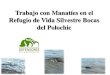 Trabajo con Manatíes en Guatemala con énfasis en el Refugio ...significativas con los avistamientos de manatíes registrados. • Machuca y Quintana-Rizzo (2015) Análisis comparativo