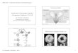 Estructura y Fisiología Vegetal: Compendio Capítulos 35 al 38fbird/Biol 3052/3052-2016-caps35-38-ppt.pdf• Inicialmente por la producción de auxina en la semilla en desarrollo