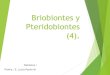 Briobiontes y Pteridobiontes (4). - Yolabotanica-1.yolasite.com/resources/Briobiontes y... · 2020. 6. 7. · Los helechos verdaderos o pteridofitos incluyen más de 10.000 especies