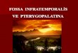 FOSSA INFRATEMPORALİS - Yakın Doğu Üniversitesi I neu.edu.trdocs.neu.edu.tr/staff/sezgin.ilgi/fossa... · 2016. 9. 11. · fossa pterygopalatina fossa Infratemporalis Fissura