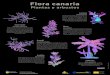 flora canaria plant arbustos 1 · 2020. 11. 17. · Title: flora_canaria_plant_arbustos_1 Created Date: 20150205134647Z