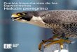 Puntos Importantes de los Especímenes Halcón peregrino...2020/05/06  · 3 • Los halcones peregrinos tienen una nidada de entre 3 y 4 huevos. • Los recién nacidos son casi ciegos