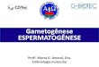 Apresentação do PowerPoint · 2011. 4. 12. · Gametogênese ESPERMATOGÊNESE Profa. Marta G. Amaral, Dra. Embriologia molecular