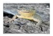 N°10, Marzo 2010 La Chiricoca Reptiles terrestres en ...lachiricoca.cl/wp-content/uploads/2018/03/La-Chiricoca-10_part2_c.pdfLagartija de Gravenhorst (Liolaemus gravenhorstii) 