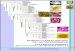 Introducción a las Angiospermas - UNNEintranet.exa.unne.edu.ar/carreras/docs/3-Introduccion a las Angiospermas.pdfDesde 1990 el interés de los investigadores por reconstruir la filogenia